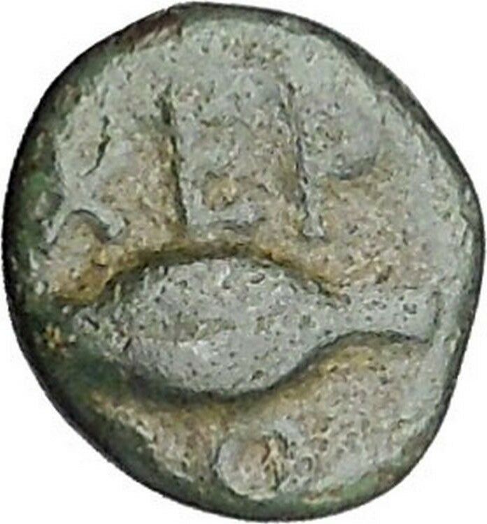 CHERSONESOS in THRACE 386BC RARE Ancient Greek Coin Lion Barley Grain i47277