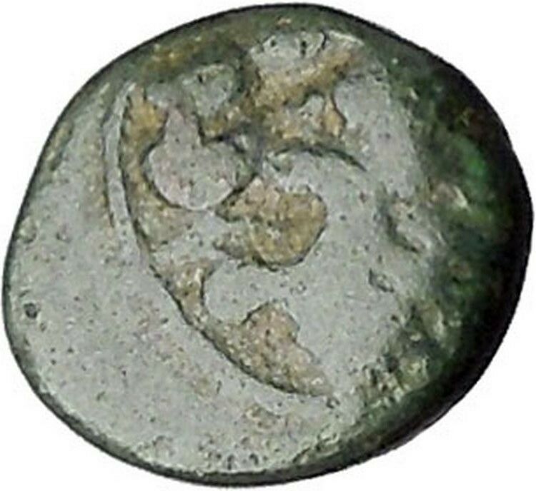 CHERSONESOS in THRACE 386BC RARE Ancient Greek Coin Lion Barley Grain i47277