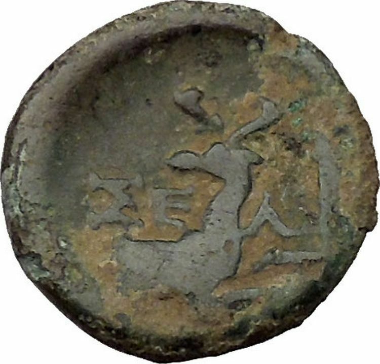 Selge in Psidia 150BC Very Rare Greek Coin Bearded Hercules facing Stag i36748