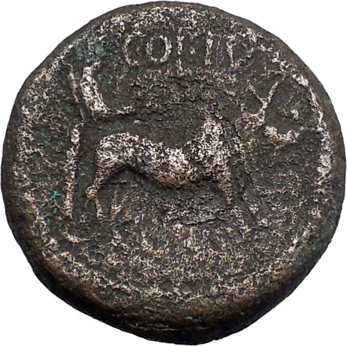 CLAUDIUS 41AD Berytus Phoenicia Colonists with Oxen Ancient Roman Coin i46825