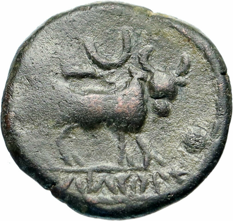 CASTULO Spain 2nd Century BC Male Bull Authentic Ancient Greek Coin i46574