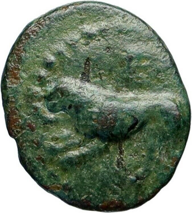 KARDIA in THRACE 350BC Barley Corn LION Authentic Ancient Greek Coin Rare i46612