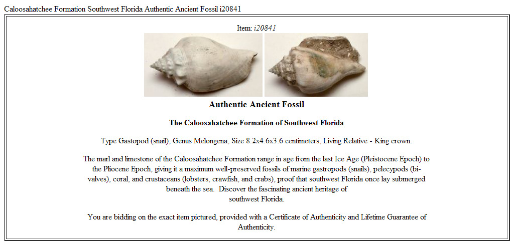 Caloosahatchee Formation Southwest Florida Authentic Ancient Fossil i20841