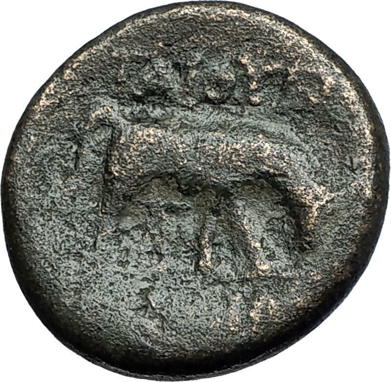 PELLA in MACEDONIA 146BC ROMAN Quaestor Ancient Greek Coin ATHENA & BULL i67856