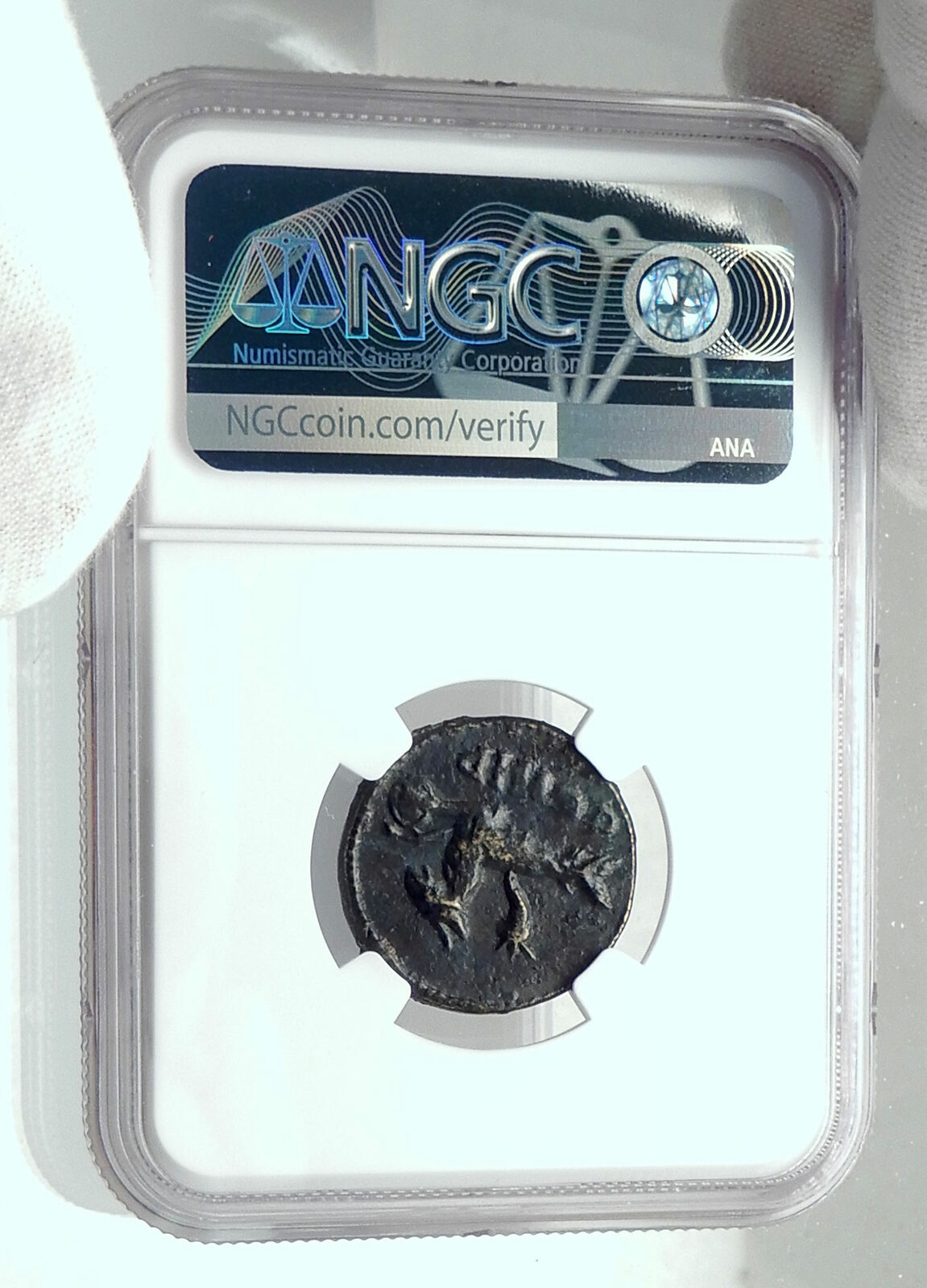 CARACALLA Genuine Parion Parium Mysia Ancient Roman Coin CAPRICORN NGC i79222