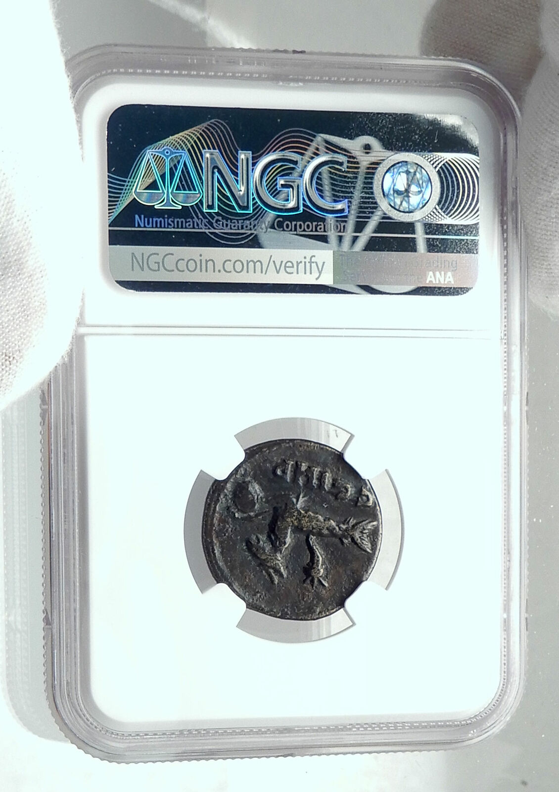 CARACALLA Genuine Parion Parium Mysia Ancient Roman Coin CAPRICORN NGC i79220