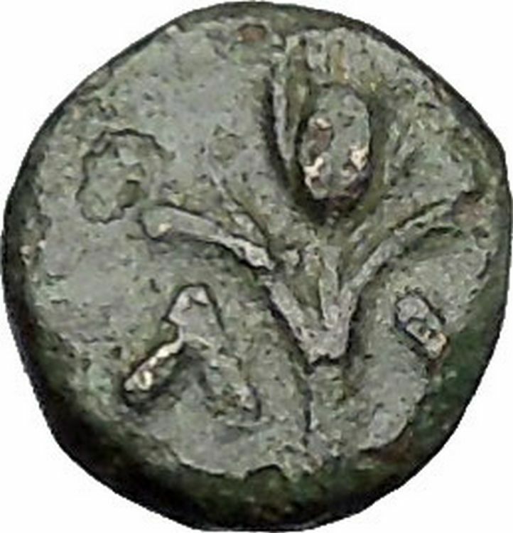 Lysimacheia in Thrace 309BC RARE Ancient Greek Coin LION Grain ear i49728