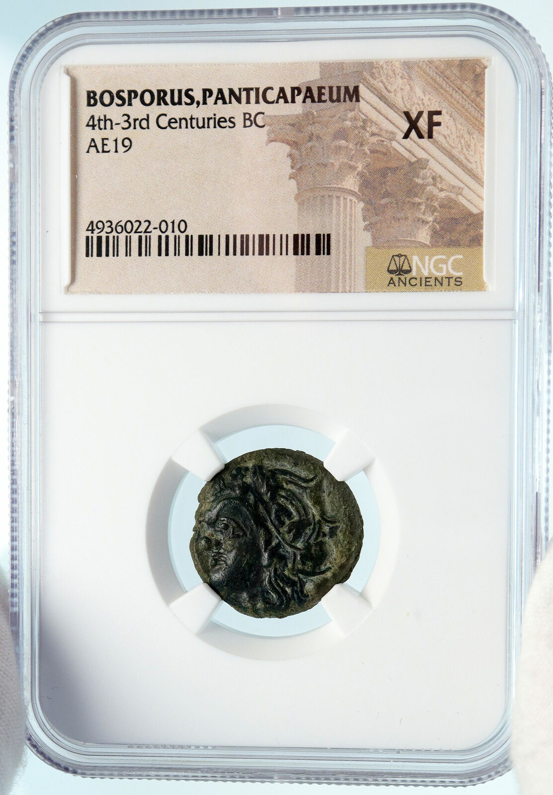 PANTIKAPAION in Bosporus 310BC Authentic Ancient Greek Coin PAN LION NGC i82964