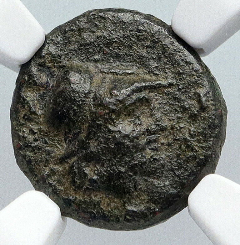 KALLATIS MOESIA Authentic Ancient 300-200BC Greek Coin ATHENA & Grain NGC i90593