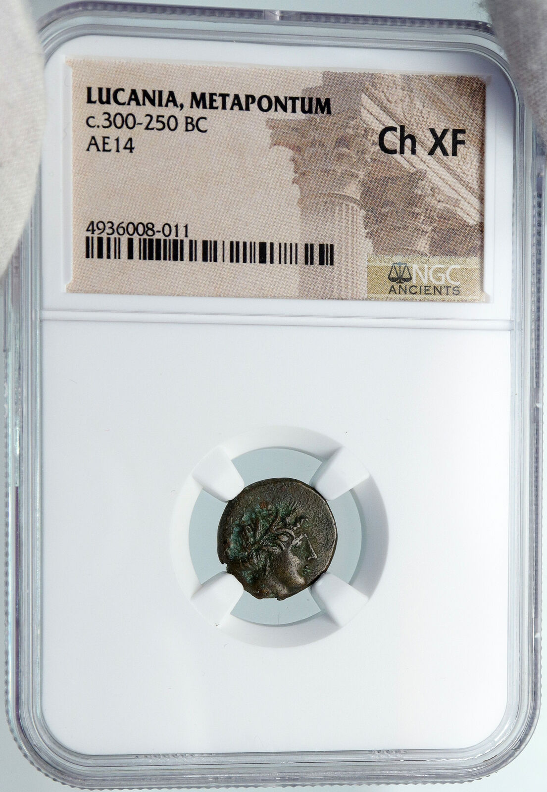 METAPONTION in LUCANIA ARCHAIC Ancient 300BC OLD VINTAGE Greek Coin NGC i88380