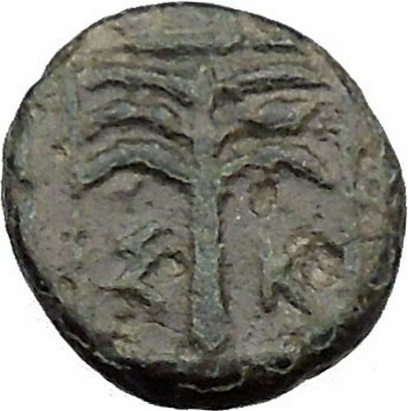 Skepsis in Troas 350BC Ancient Greek Coin Pegasus winged horse Fir tree i31799