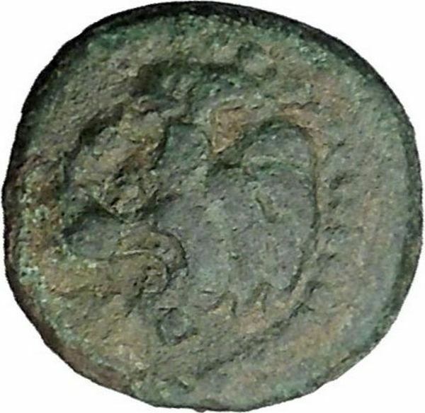 CHERSONESOS in THRACE 386BC RARE Ancient Greek Coin Lion Barley Grain i31823