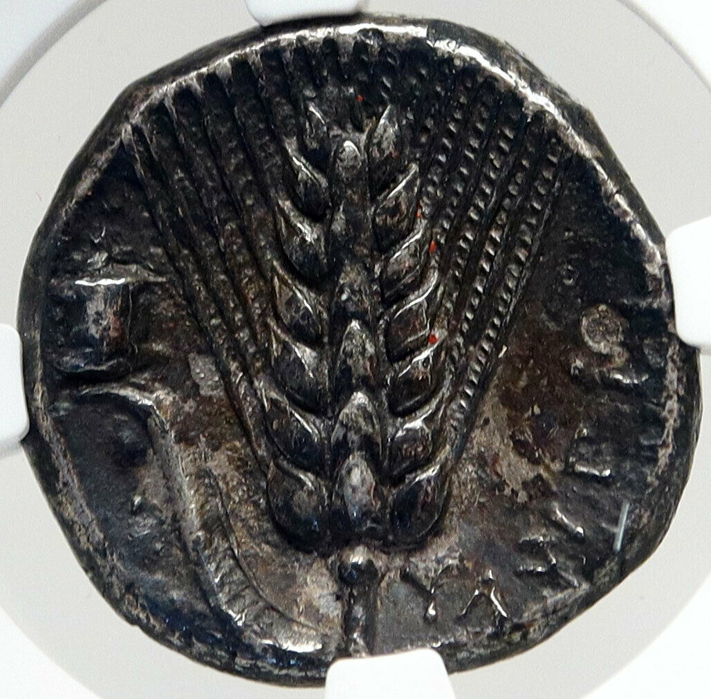 METAPONTION LUCANIA Genuine Ancient 330BC Silver Greek Coin DEMETER NGC i83546