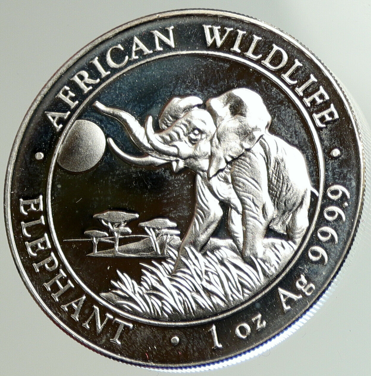 2016 SOMALI REPUBLIC SOMALIA Elephant African Wildlife Silver 100Sh Coin i105091