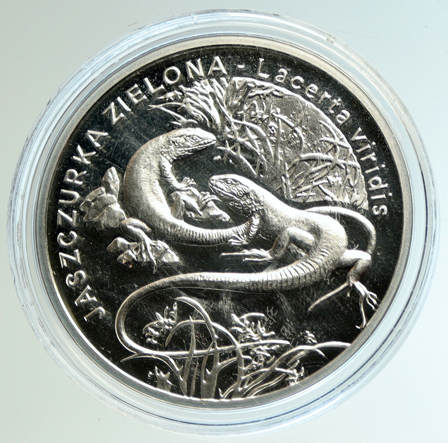 2009 POLAND Polish Lizard Lacerta Viridis Silver Proof 20 Zlotych Coin i104597