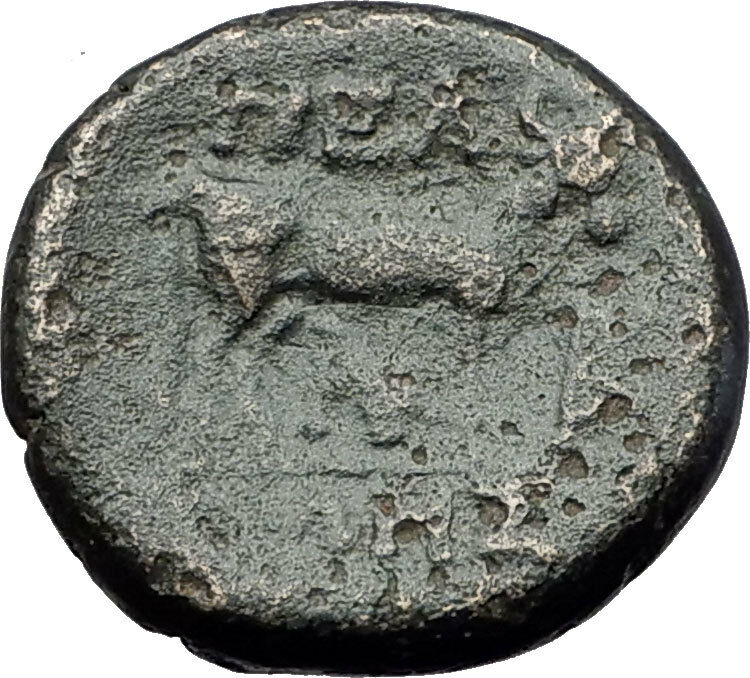 PELLA in MACEDONIA 148BC Authentic Ancient Greek Coin POSEIDON BULL OX i60884