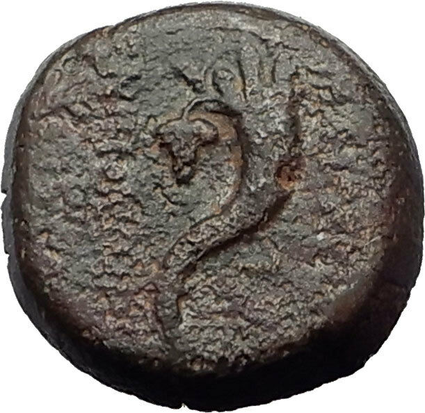 AKE-PTOLEMAIS in PHOENICIA 164BC Authentic Ancient Greek Coin DIOSCURI i64129