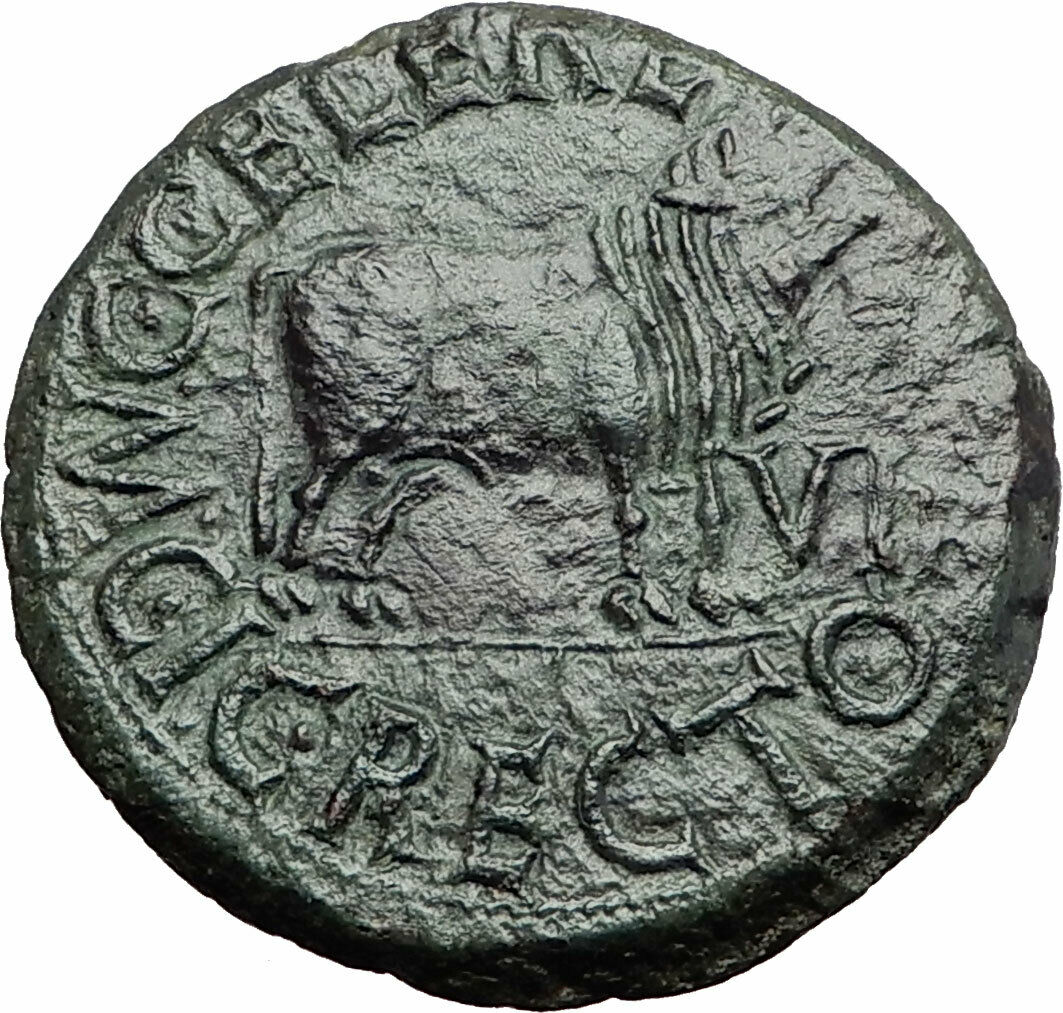 TIBERIUS 14AD Calagurris Spain Ancient Roman Coin BULL of Biblical Times i57884