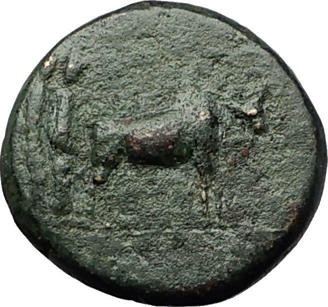 AUGUSTUS 27BC Philippi Macedonia PRIESTS Founding City Oxen Roman Coin i59244