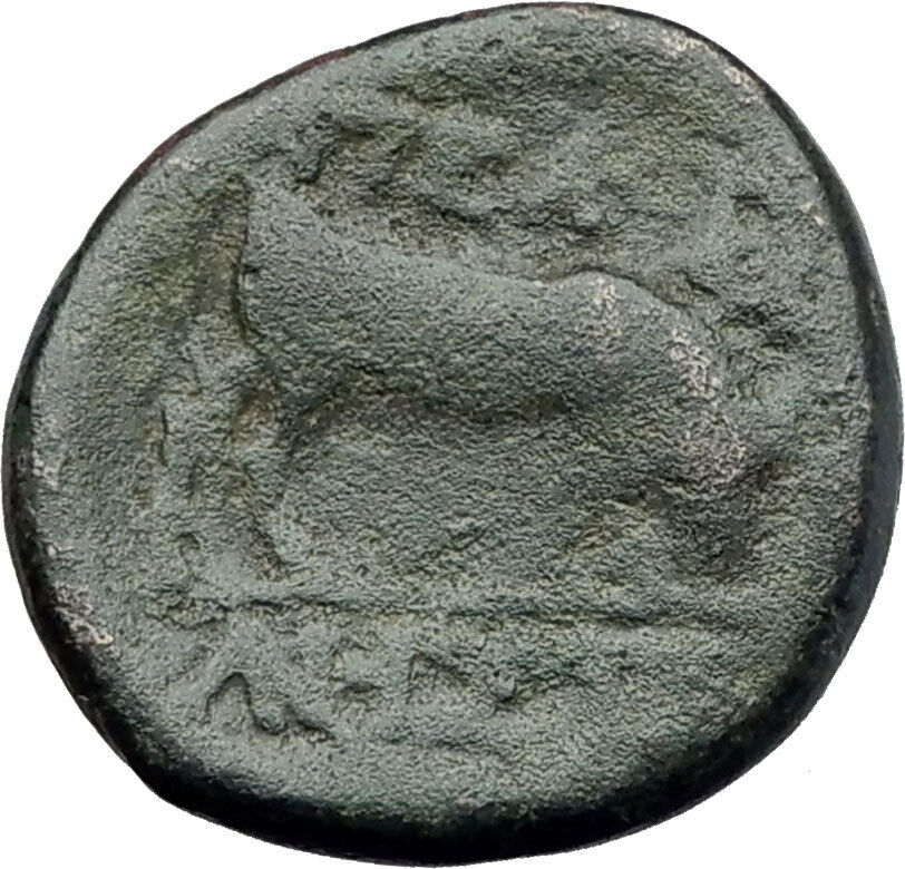 PELLA Macedonia Original 146BC Authentic Ancient Greek Coin ATHENA & BULL i62939