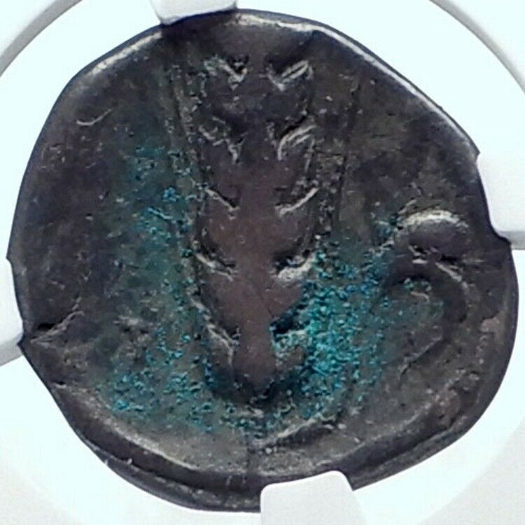 METAPONTION in LUCANIA Authentic Ancient 400BC Silver Greek Coin NGC i78003