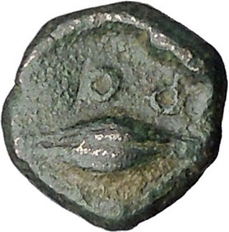 CHERSONESOS in THRACE 386BC RARE Ancient Greek Coin Lion Barley Grain i47290