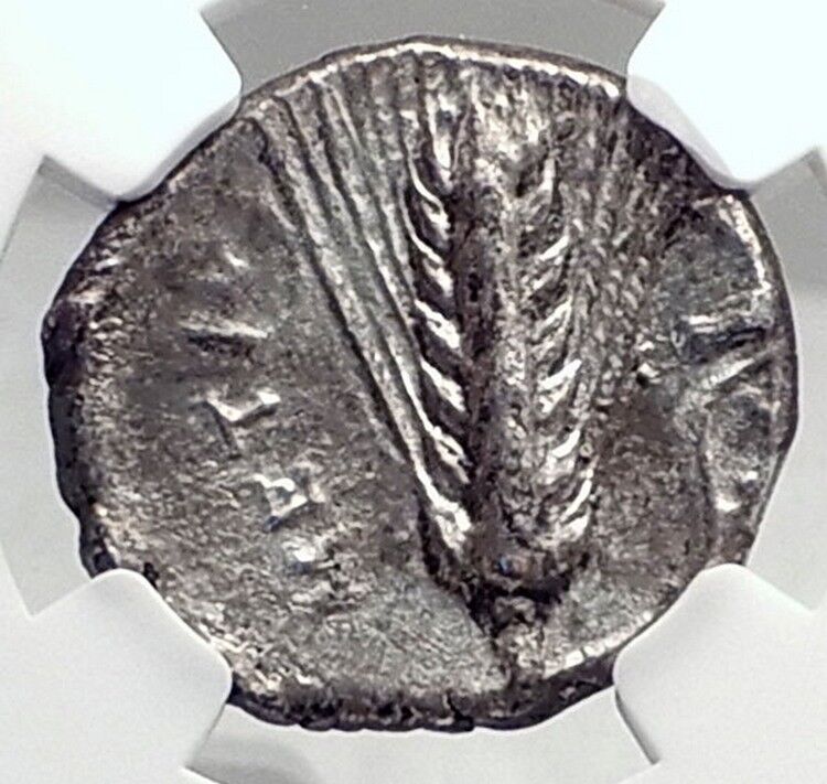 METAPONTION Metapontum in LUCANIA Silver 340BC Greek Coin w LEUKIPPOS NGC i72345