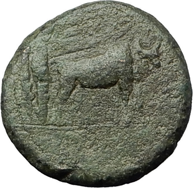 AUGUSTUS 27BC Philippi Macedonia PRIESTS Founding City Oxen Roman Coin i59356