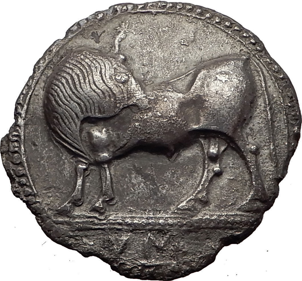 SYBARIS in LUCANIA 550BC Silver Nomos Stater Ancient Greek Coin BULL NGC i61209