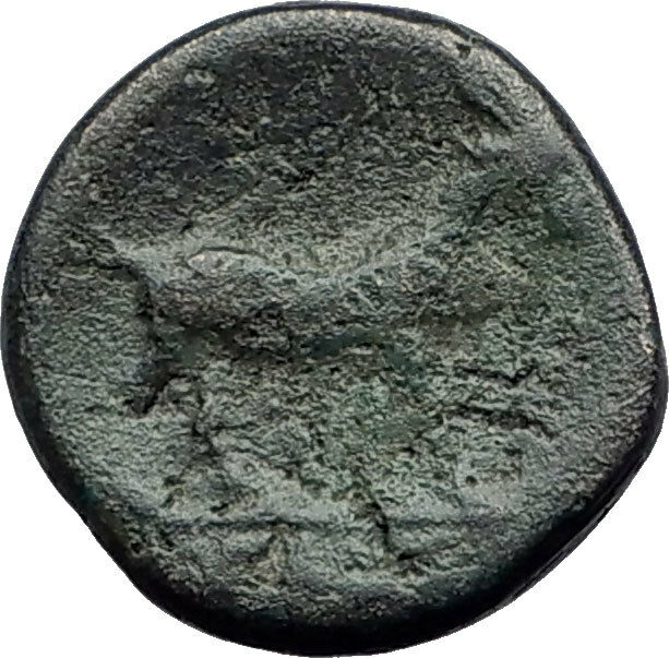 AIGAI in AEOLIS 2-1stCenBC Authentic Ancient Greek Coin APOLLO & GOAT i63150