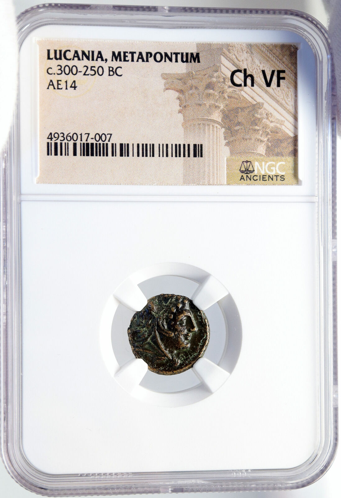 METAPONTION in LUCANIA Authentic Ancient 300BC Greek Coin HERCULES NGC i82859