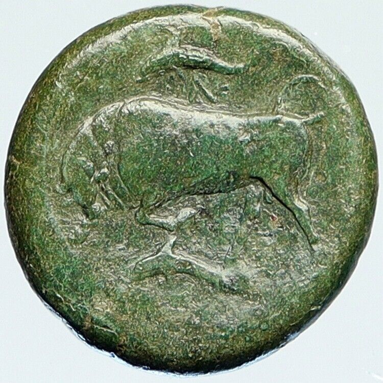 SYRACUSE Sicily 317BC Agathocles KORE BULL RARE Ancient OLD Greek Coin i112173