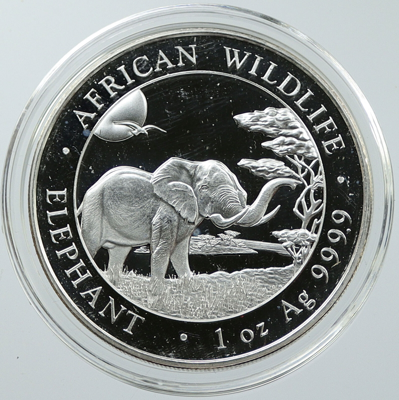 2019 SOMALIA REPUBLIC Elephant African Wildlife Proof Silver 100Shl Coin i116555