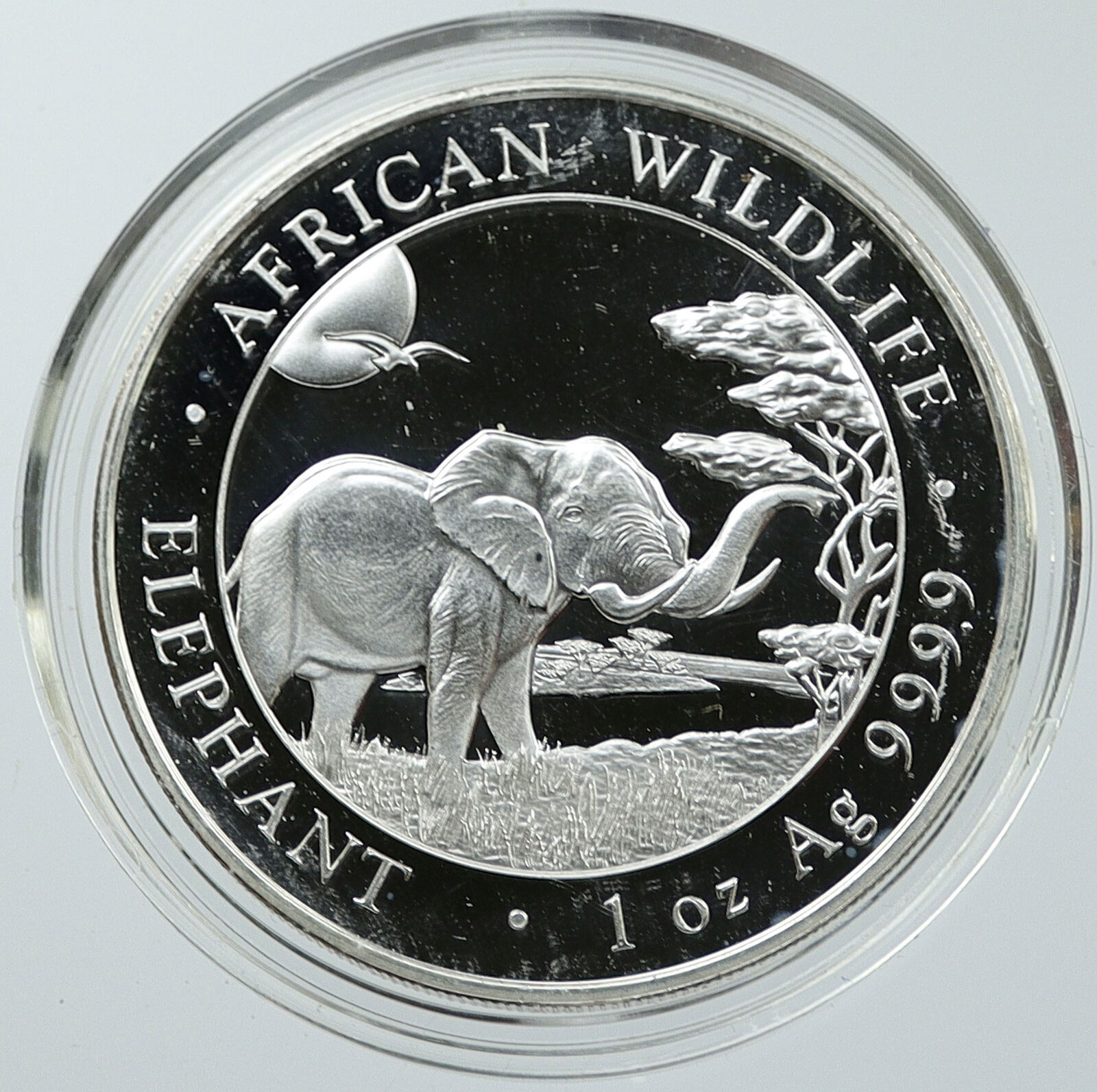 2019 SOMALIA REPUBLIC Elephant African Wildlife Proof Silver 100Shl Coin i116556