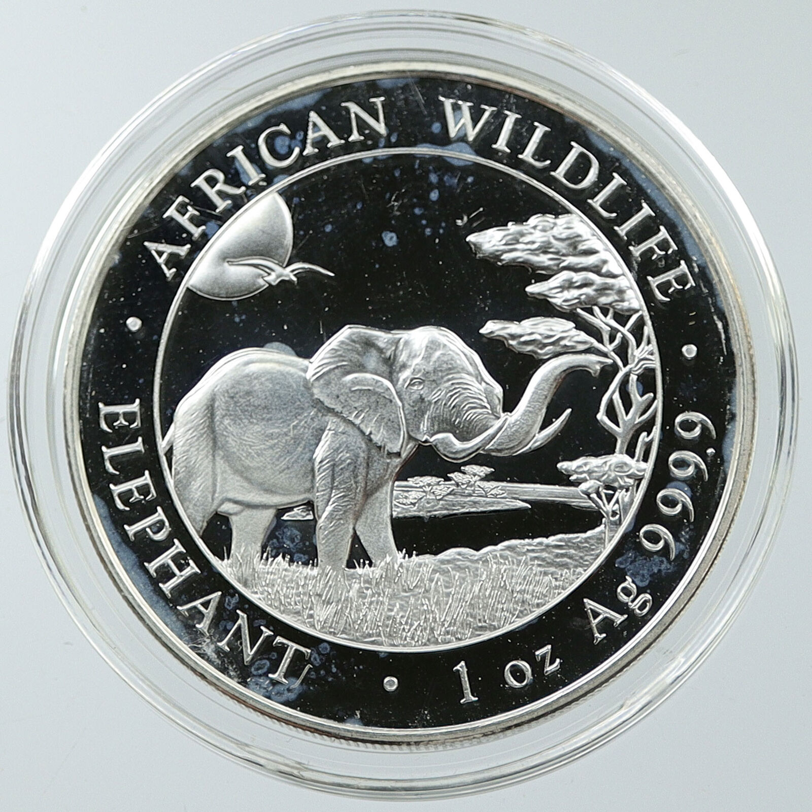 2019 SOMALIA REPUBLIC Elephant African Wildlife Proof Silver 100Shl Coin i116544