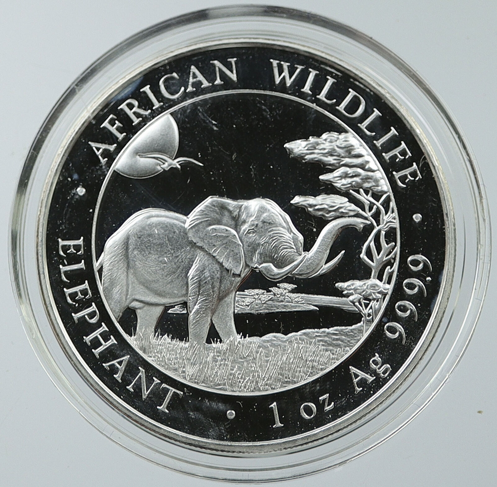 2019 SOMALIA REPUBLIC Elephant African Wildlife Proof Silver 100Shl Coin i116522