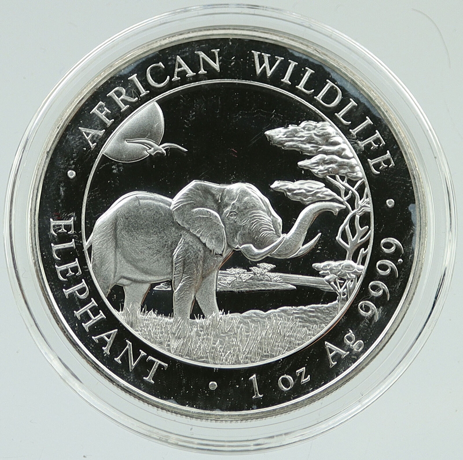 2019 SOMALI REPUBLIC SOMALIA Elephant African Wildlife Silver 100Sh Coin i116499
