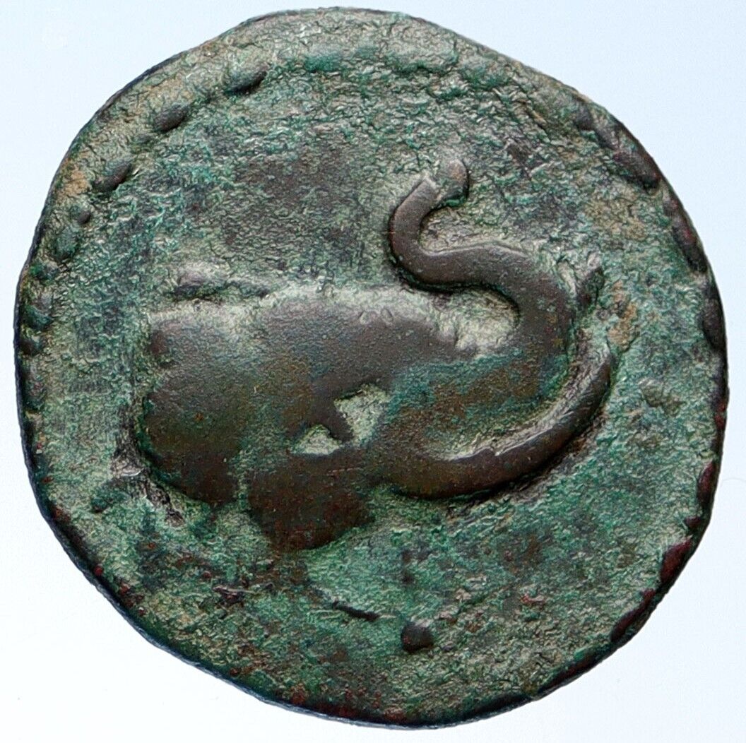 MAUES Greek Indo Skythian INDIAN 125BC Rare Ancient Greek Coin ELEPHANT i115338