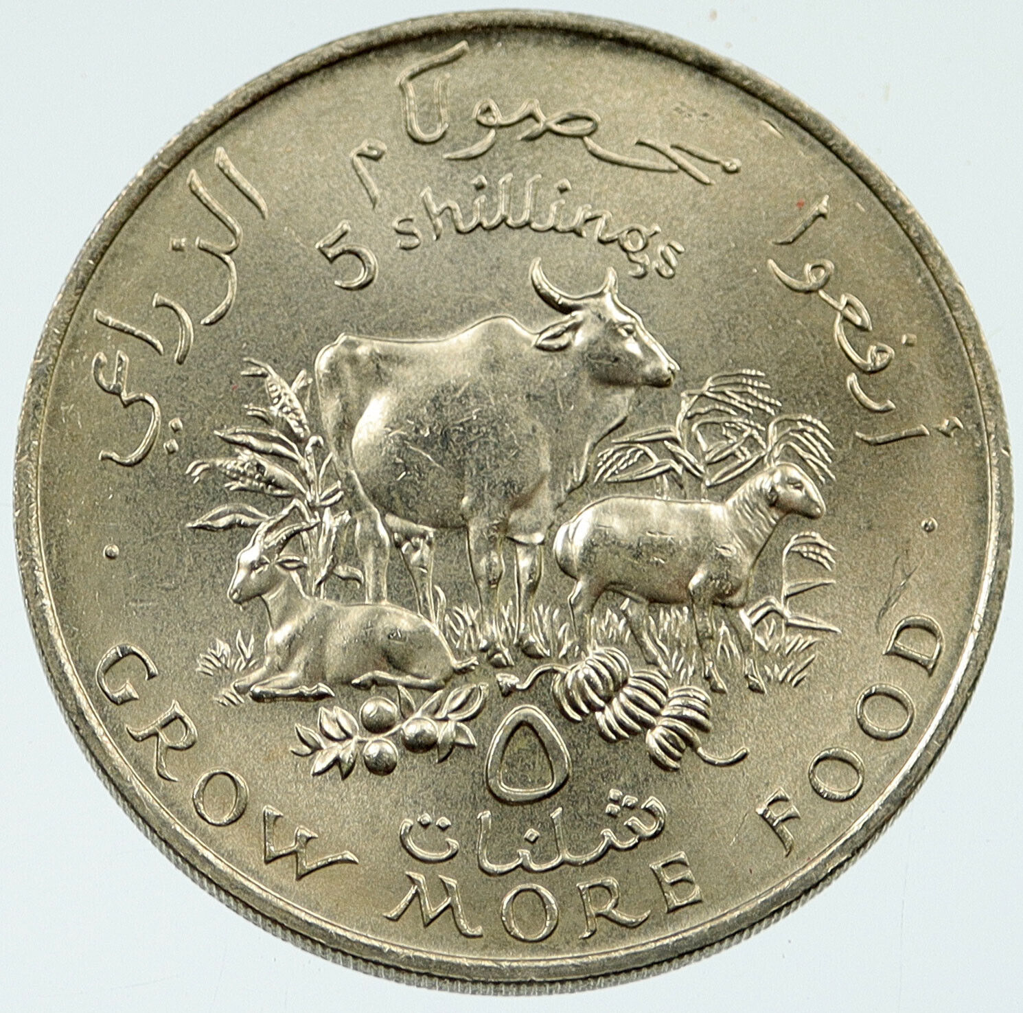 1970 SOMALIA Somali Republic UN FAO Agricultural COW 5 Shillings Coin i117322