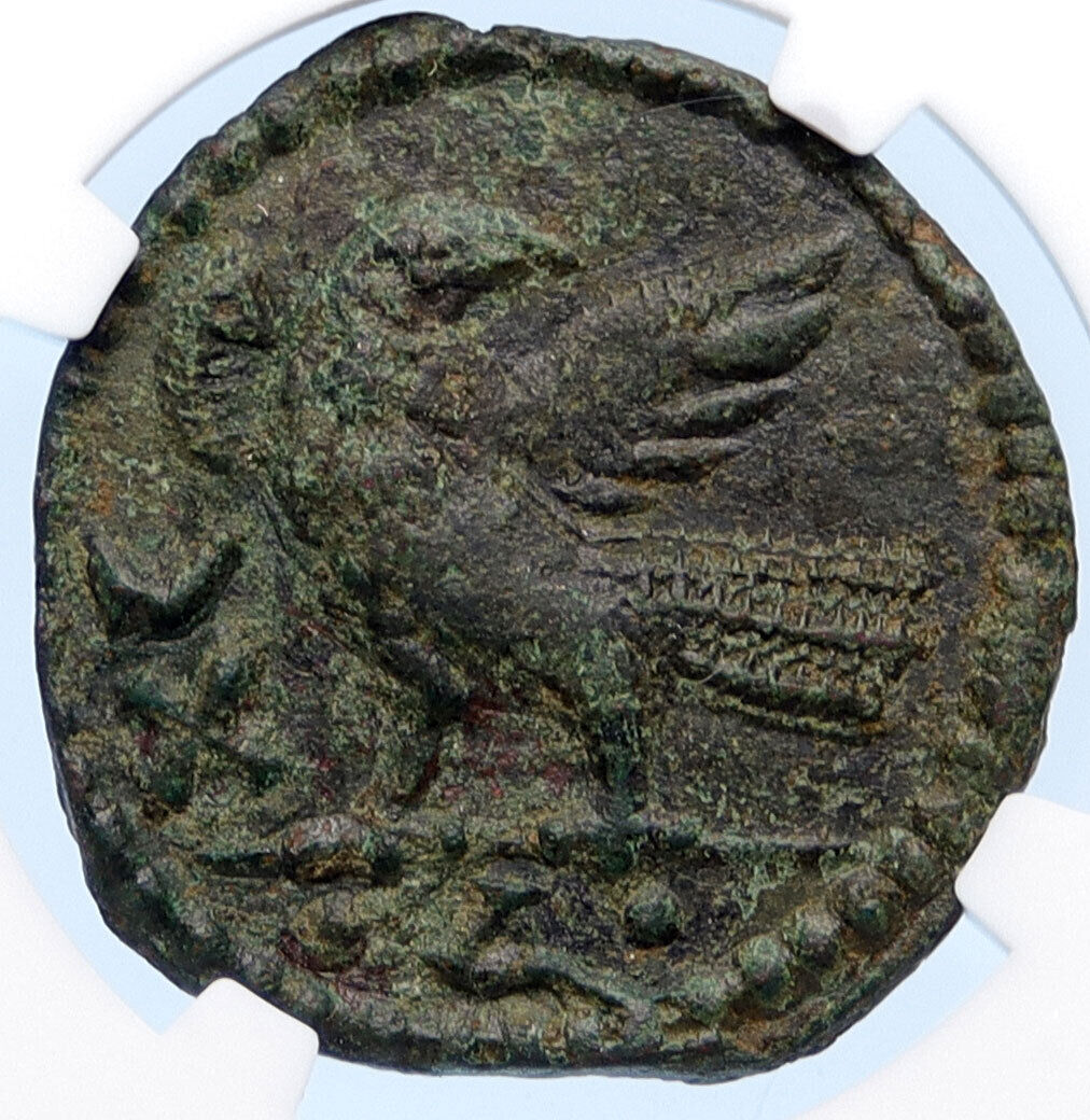 OSTROGOTHS Municipal Coinage of ROME Ancient 493AD Roman Style Coin NGC i68157