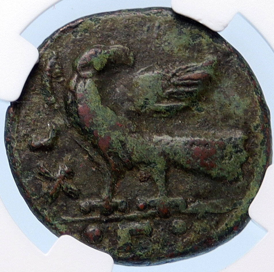 OSTROGOTHS Municipal Coinage of ROME Ancient 493AD Roman Style Coin NGC i68146